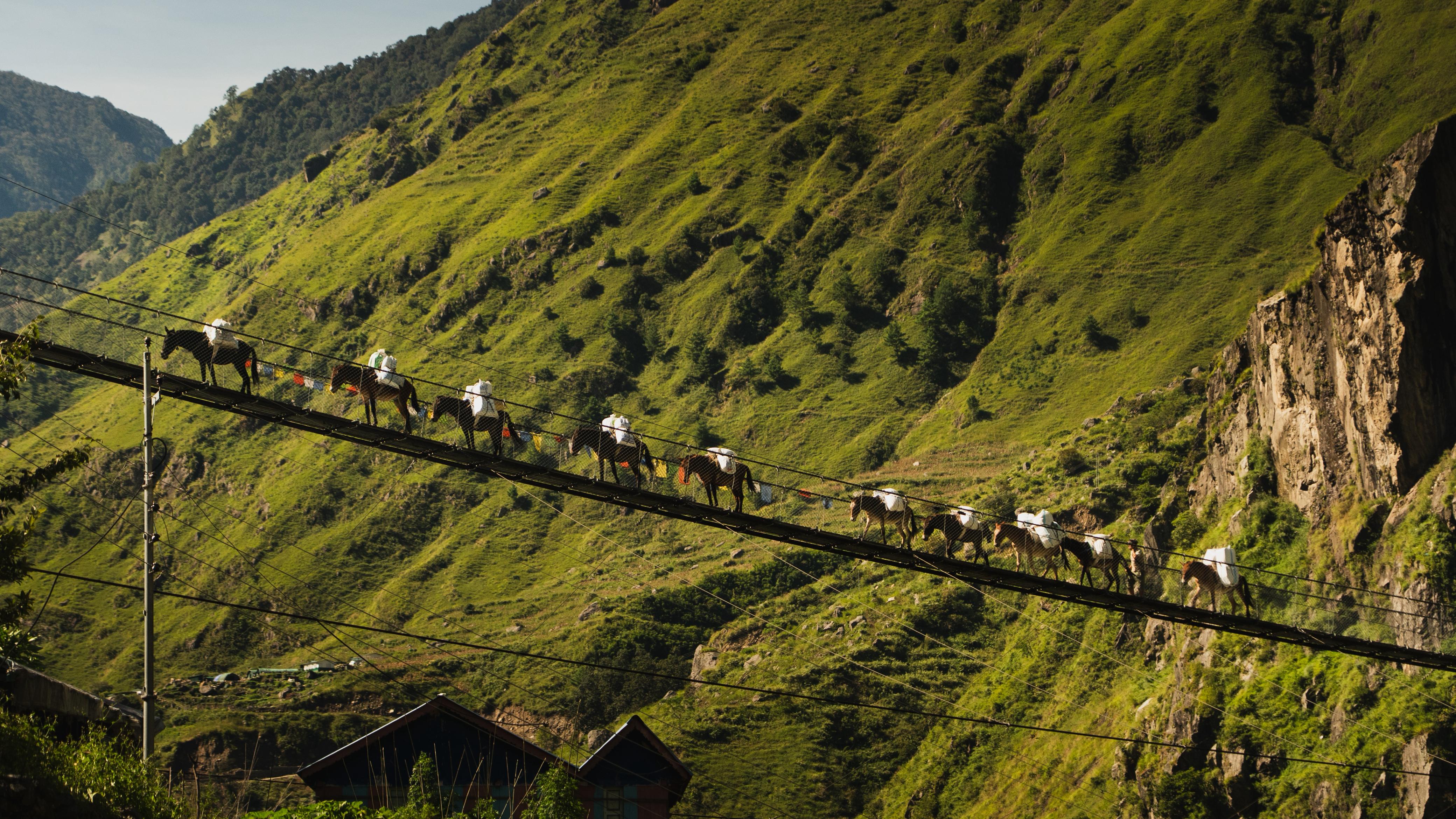 Pack horses crossing green hillside on the Annapurna Circuit